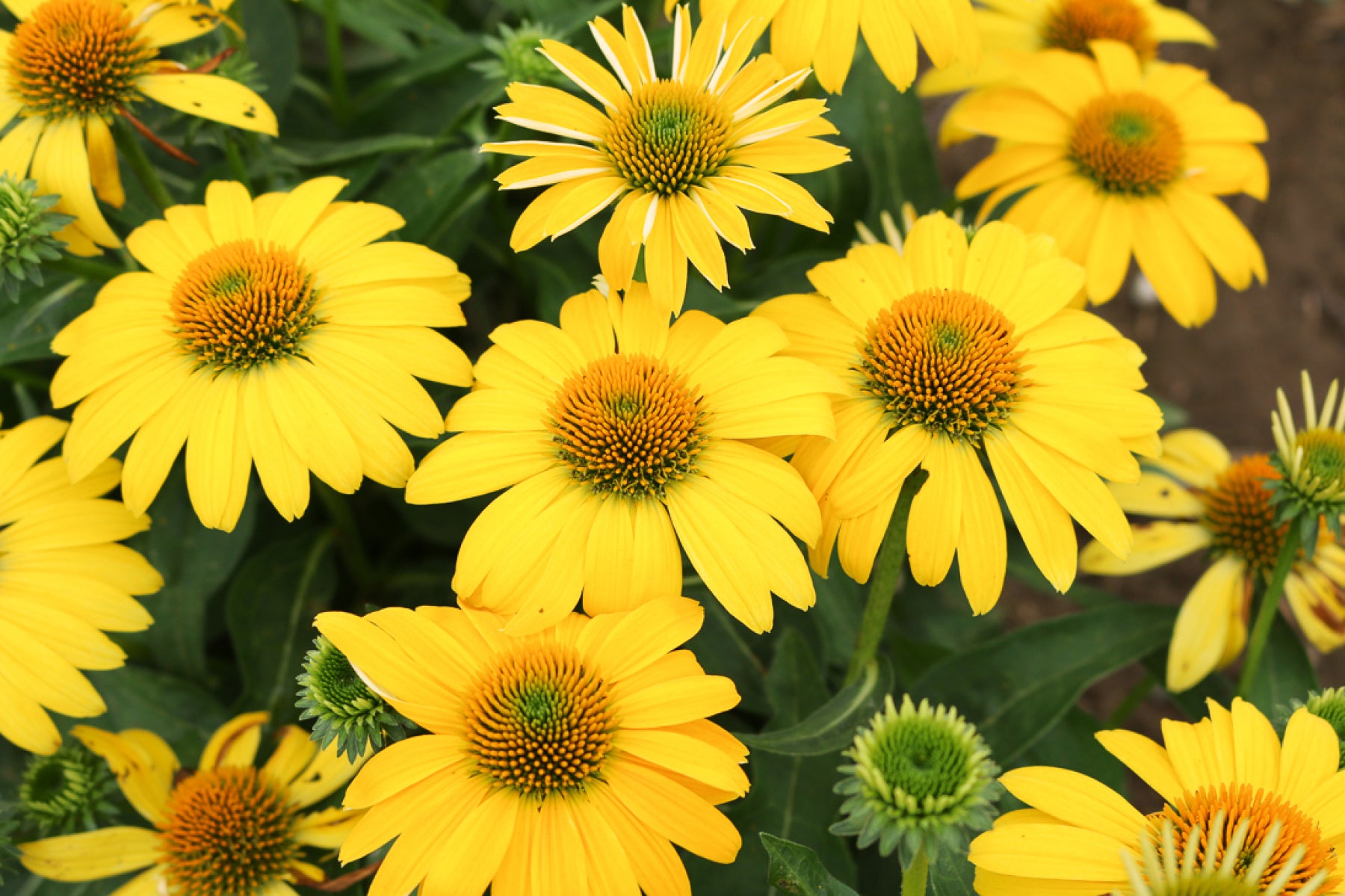 A group of vibrant yellow improperly shaped cone flowers in an outdoor setting, with green foliage in the background.