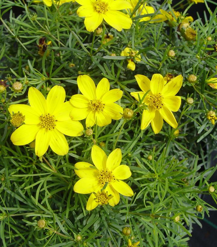 A group of yellow Coreopsis 'Zagreb' flowers with green foliage.