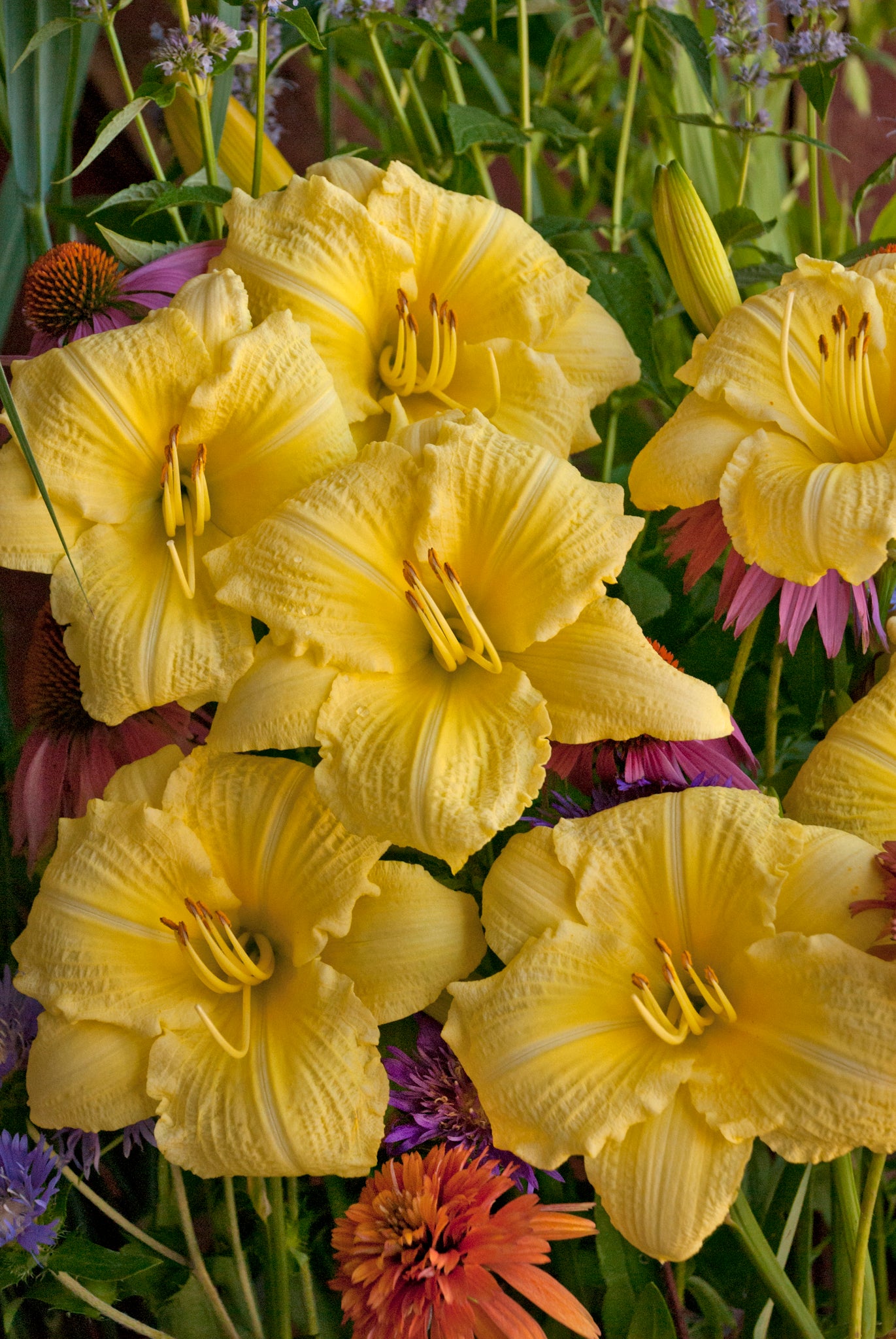 A group of yellow daylily flowers in bloom, with green foliage in the background.