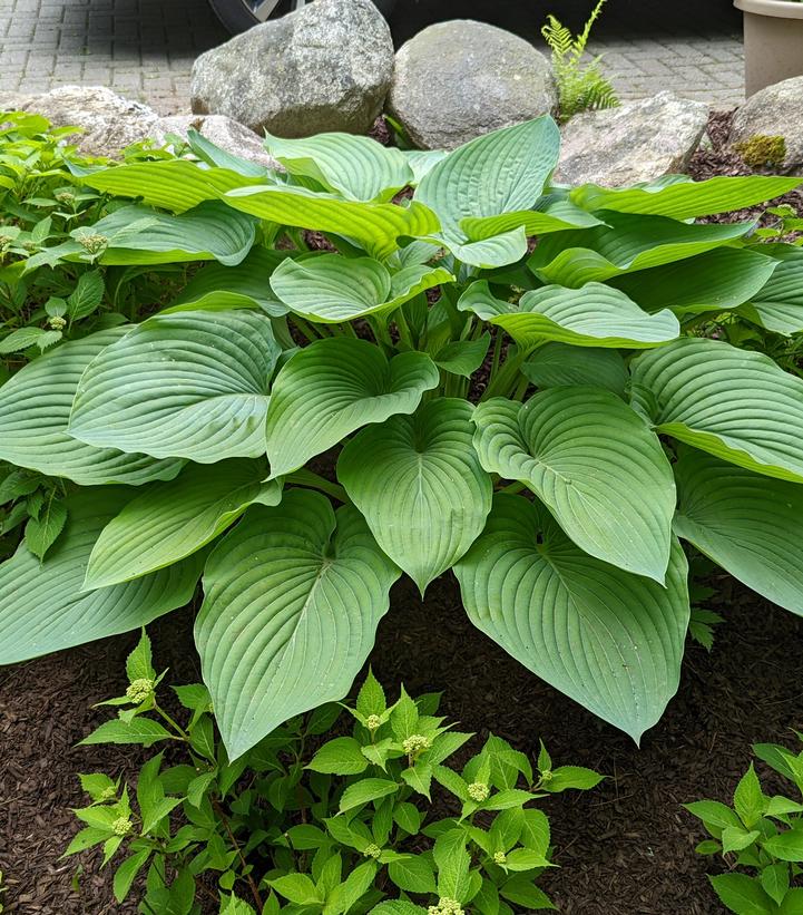 A hosta plant with large green leaves and pale reddish violet flowers, growing in a garden setting with surrounding greenery.