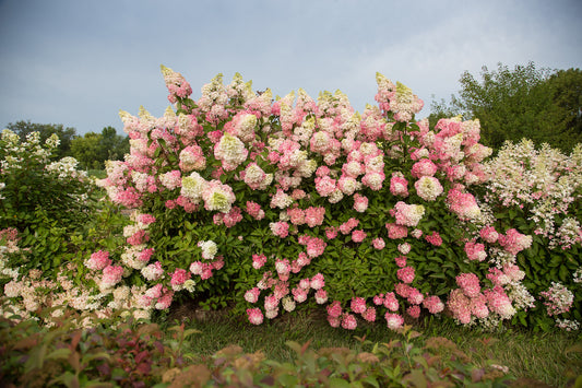 A hydrangea shrub with large white and pink cone-shaped flowers in bloom.