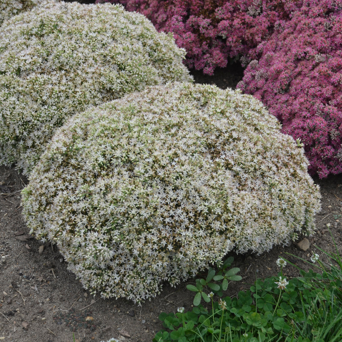 A low, rounded mound of green foliage with white flowers and seed heads, growing in a garden setting.