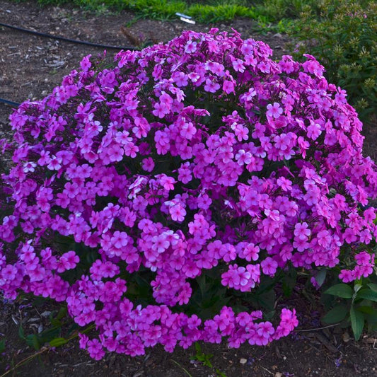 A lush bush of Cloudburst Tall Cushion Phlox with dense purple flowers and bright pink eyes in the center.