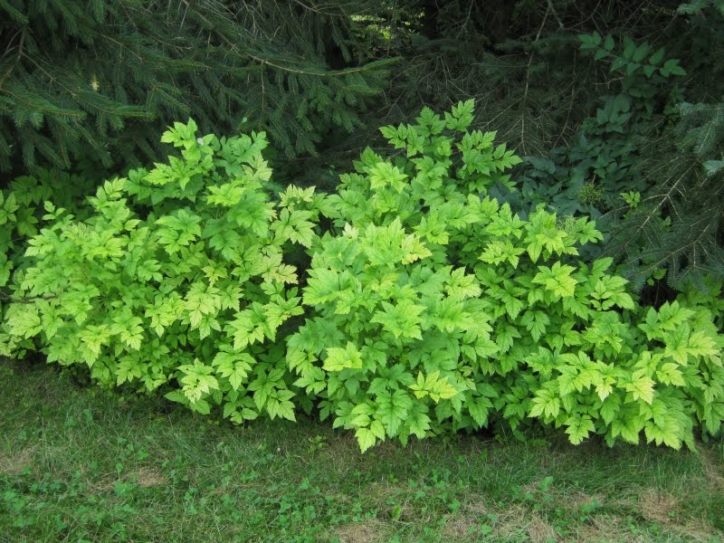 A lush green bush of Yellowroot plant growing in a garden setting.