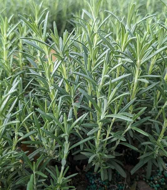 A lush rosemary plant with dark green-gray foliage, suitable for planting in USDA Zone 6-8.