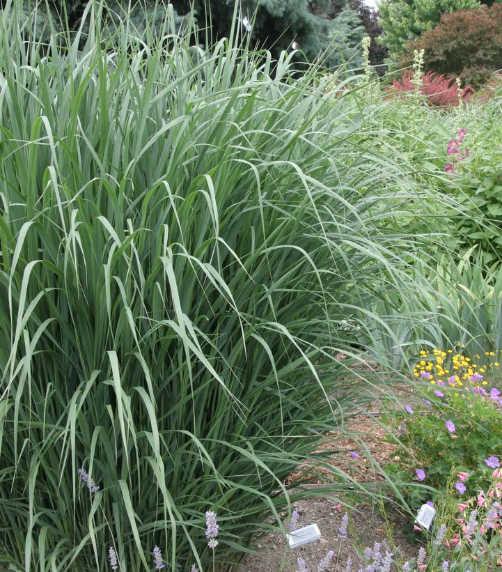 A mature Thundercloud Switchgrass plant with narrow, upright form and blue-green foliage in a garden setting.