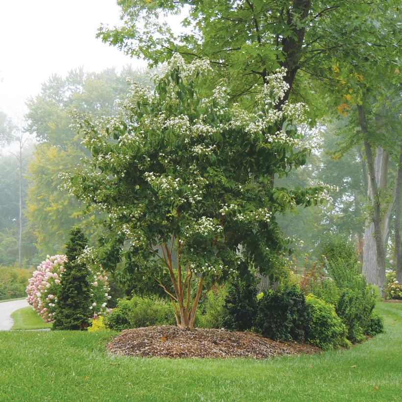 A mature shrub with green foliage and white flowers in bloom, set against a blurred background of a garden.