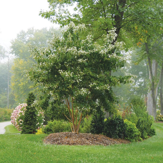 A mature shrub with green foliage and white flowers in bloom, set against a blurred background of a garden.