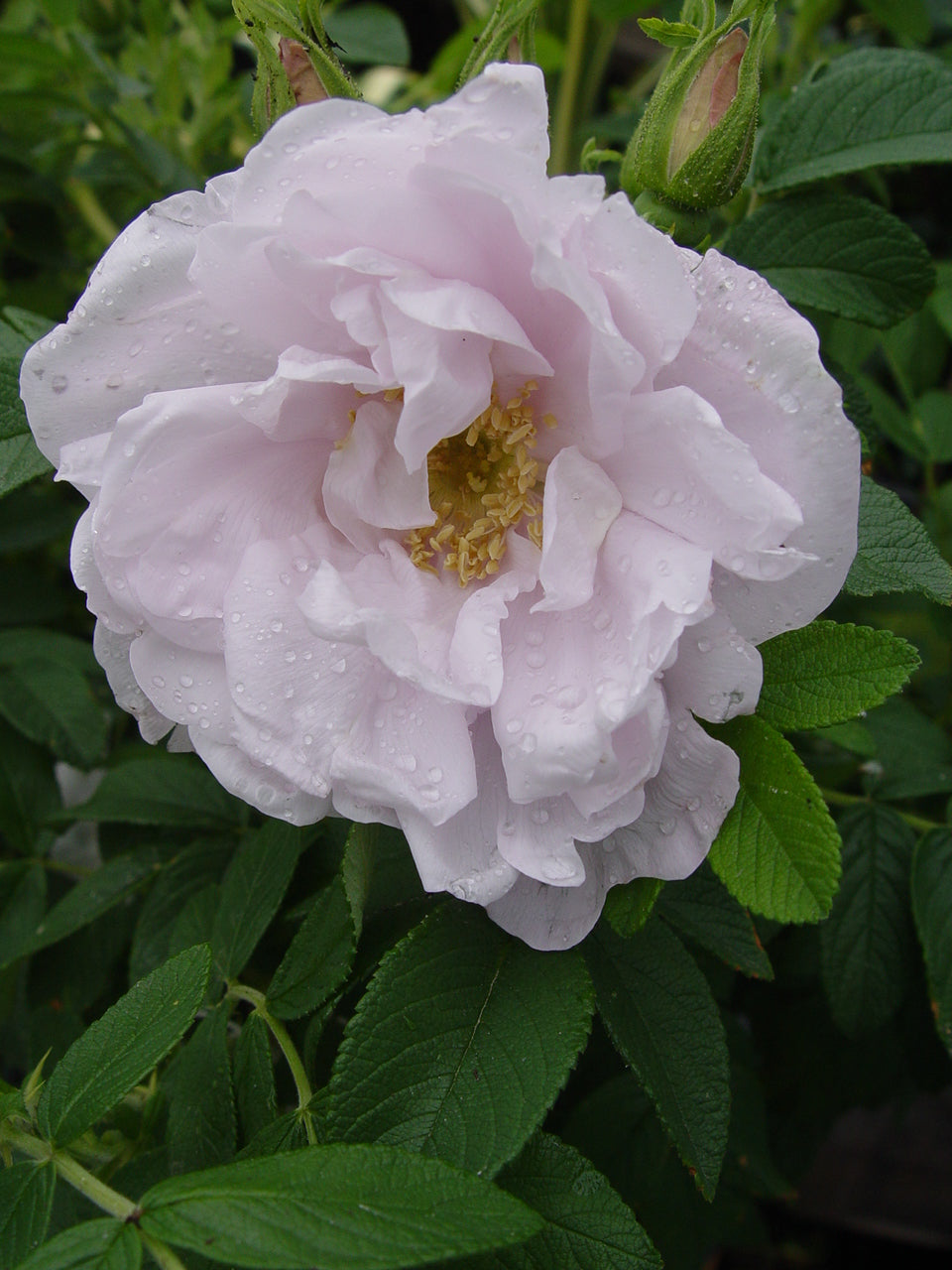 A pale pink rose with a cluster of buds in the center, fully bloomed among green foliage.