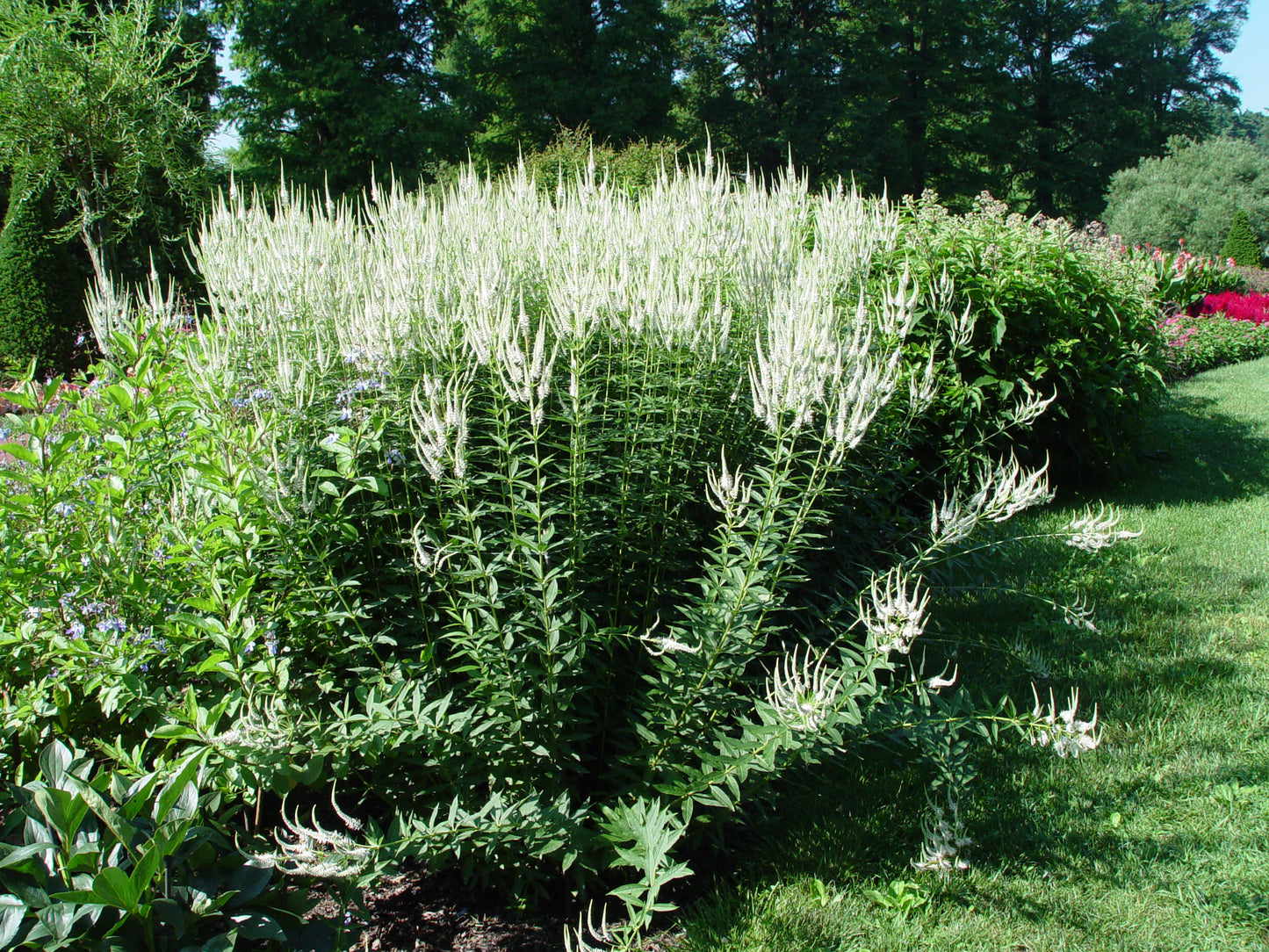 A perennial plant with upright, lance-like green leaves and white to pale blue flowers in bloom, set against a grassy background.