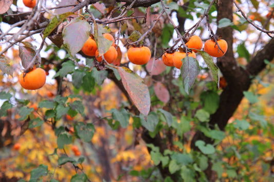 A persimmon tree in autumn with orange to purplish red fruits and greenish leaves.