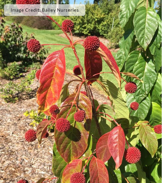 A photo of a Crimson Comet Buttonbush with red leaves and white satellite blooms, with a watermark indicating the image is copyrighted by Bailey Nurseries.