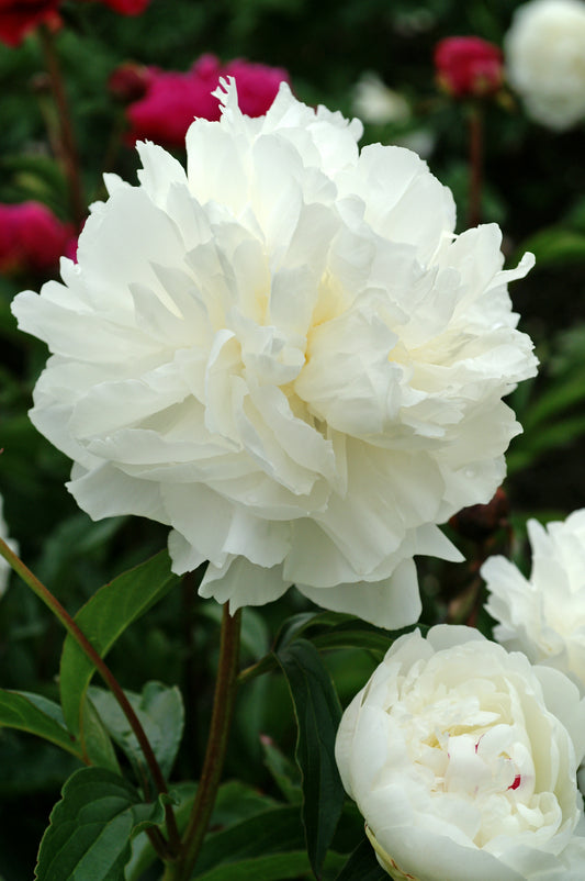 A photo of a Shirley Temple Peony with large, white, double flowers and green foliage in the background.