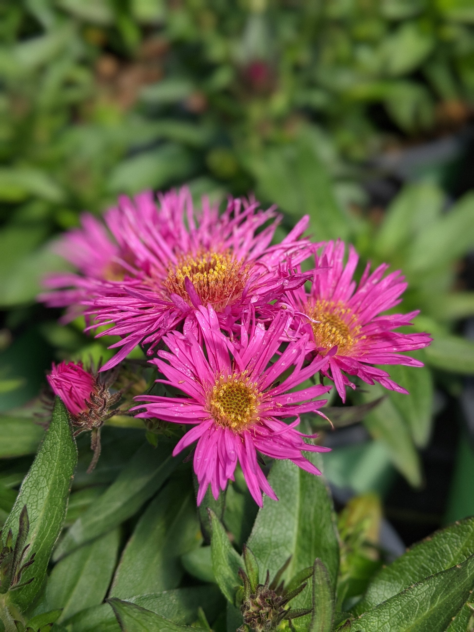 A photo of pink-colored flowers from the New England Aster plant, with green foliage in the background.
