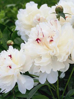 A photo of white-shaded peony flowers with green foliage in the background.