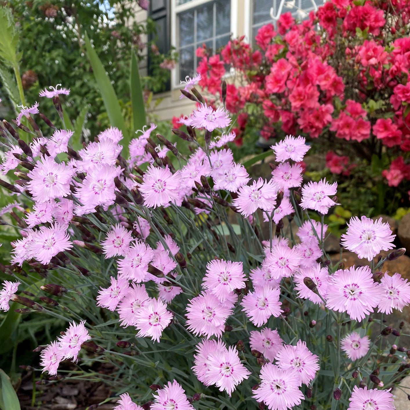 A photo showing 'Bath's Pink' Cheddar Pinks, which are fragrant perennial flowers with pink shades and frilly blooms, growing in a garden setting with other plants in the background.