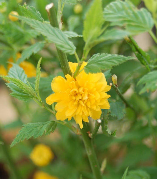 A photo showing a shrub with bright yellow flowers and green leaves.