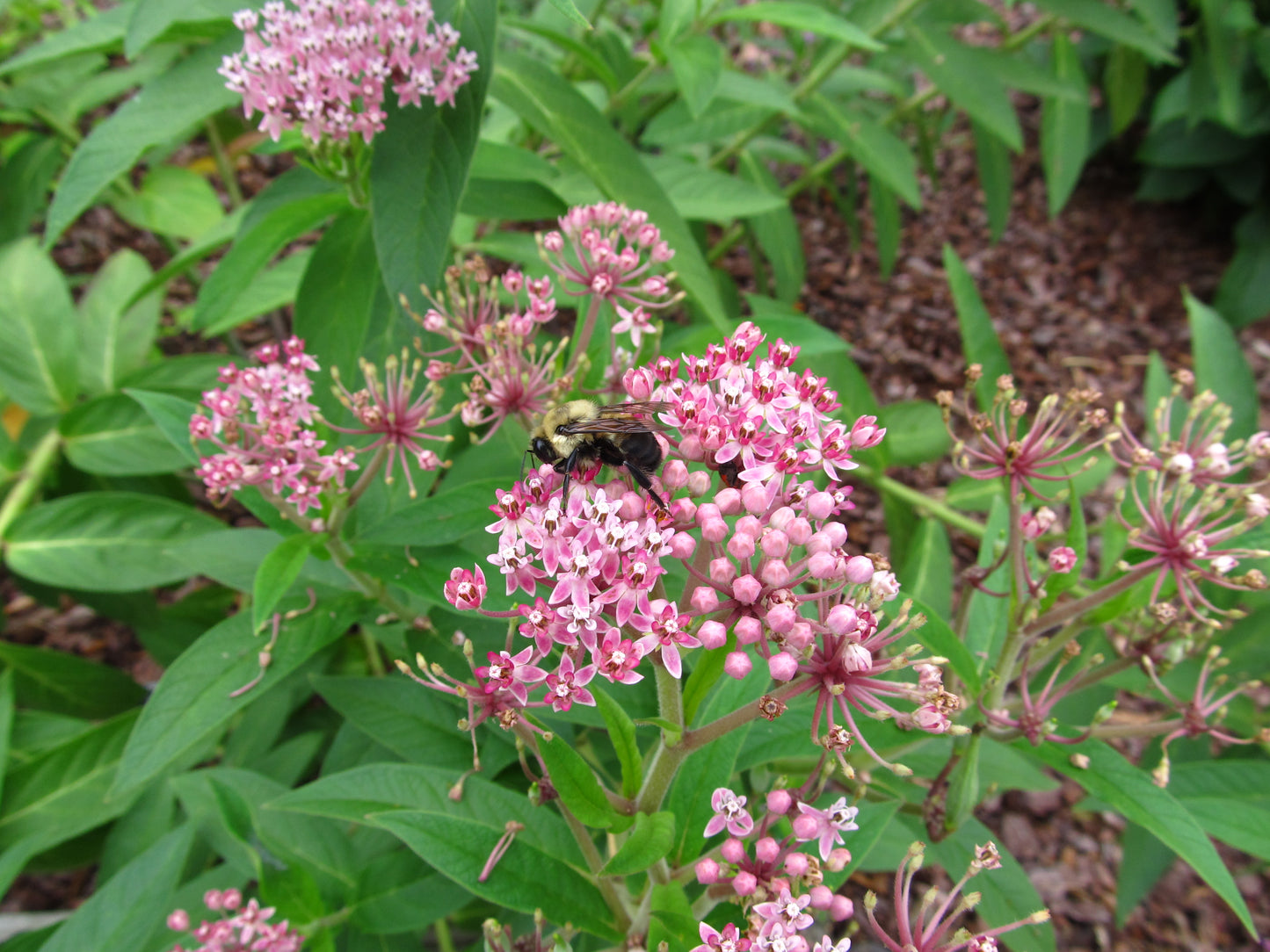 A photo showing pink milkweed flowers with a bee on one of the blooms, indicating the plant attracts insects.