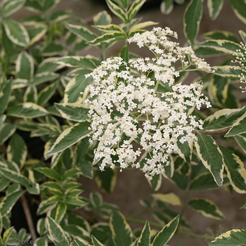 A photo showing the variegated foliage and white lace-like flowers of the Instant Karma® Elderberry shrub.