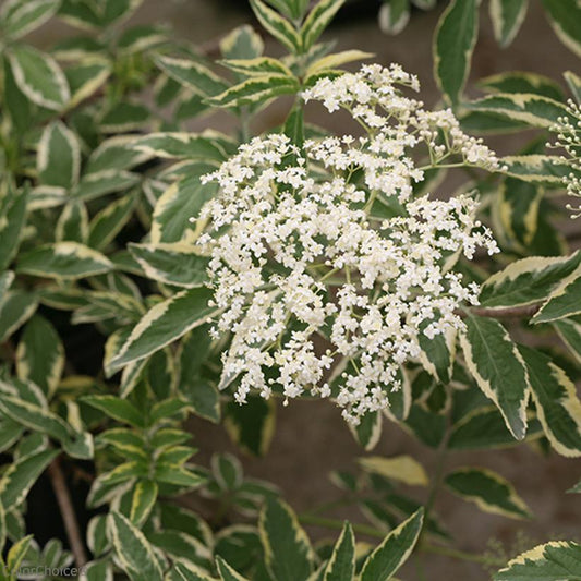 A photo showing the variegated foliage and white lace-like flowers of the Instant Karma® Elderberry shrub.