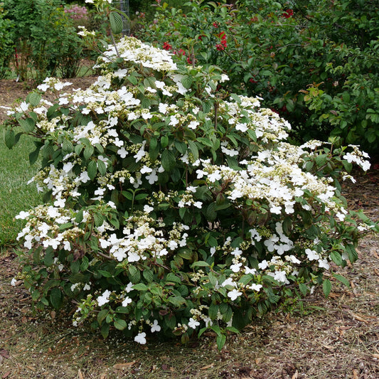A photograph showing a Doublefile Viburnum shrub with white flowers and green leaves, partially bloom, in a garden setting.