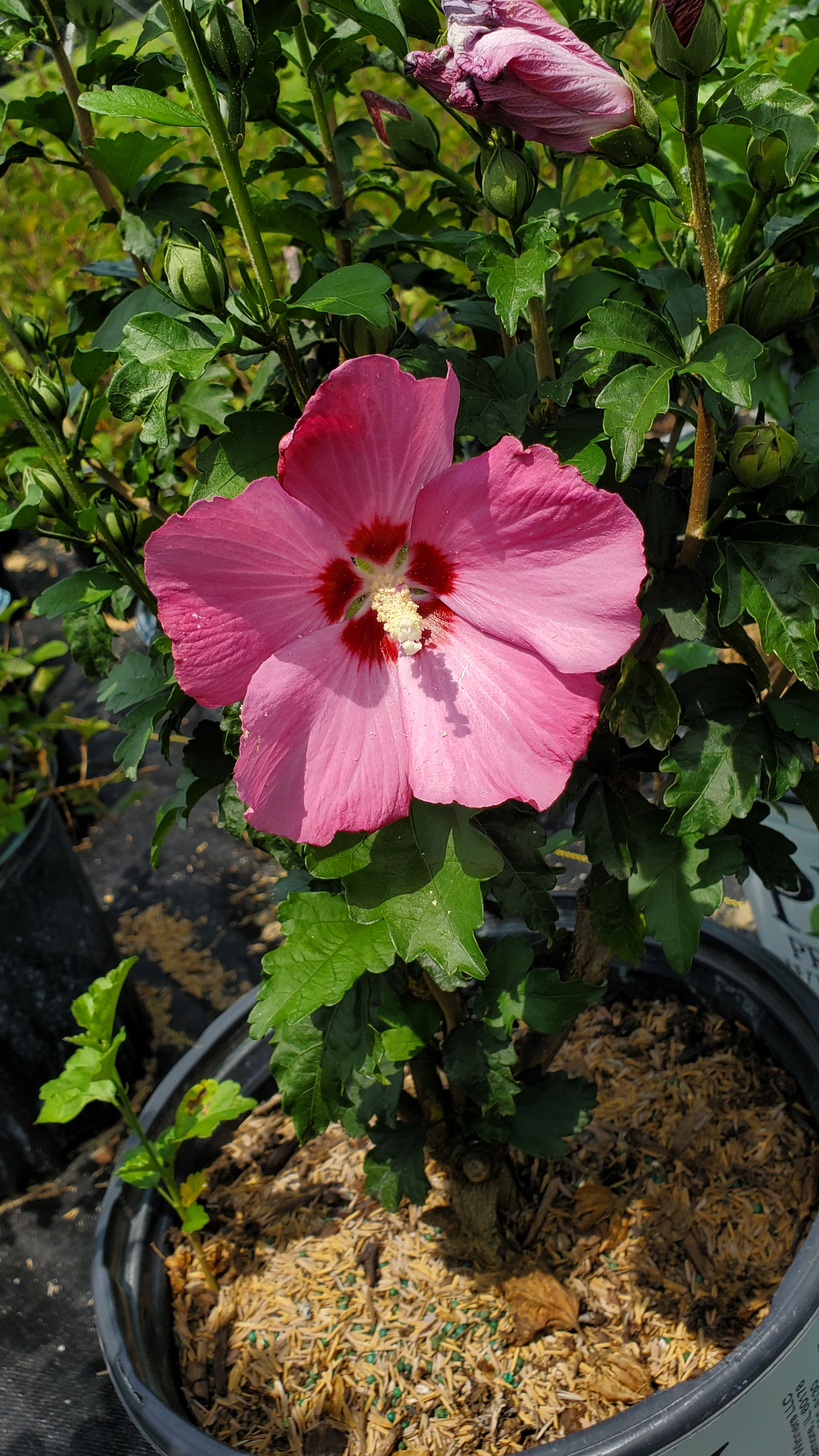 A pink-flowered Rose of Sharon shrub in an outdoor setting with green foliage in the background.