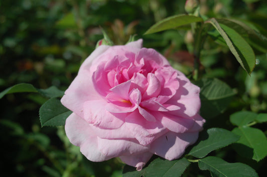 A pink English rose with green foliage in the background.