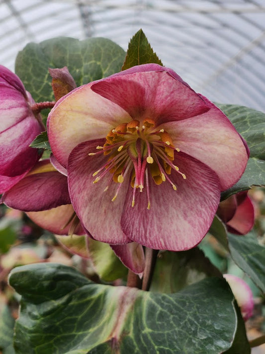 A pink Lenten rose with a cluster of flowers and green foliage.