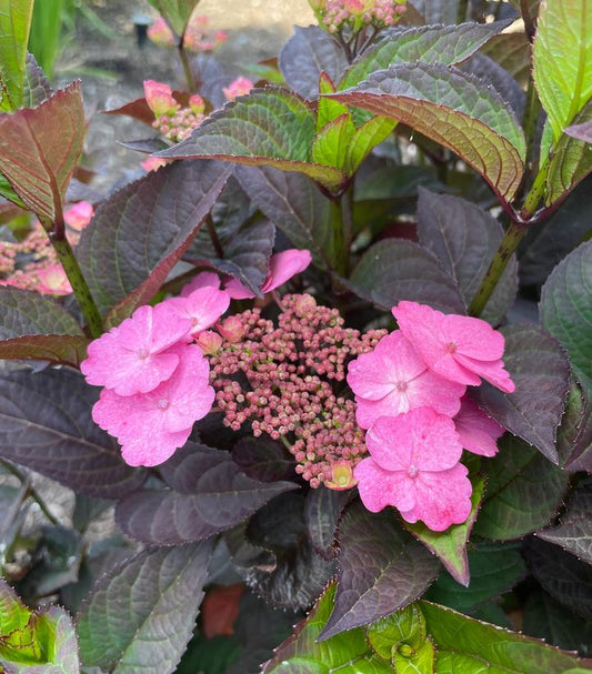 A pink hydrangea shrub with flowers and dark green leaves.