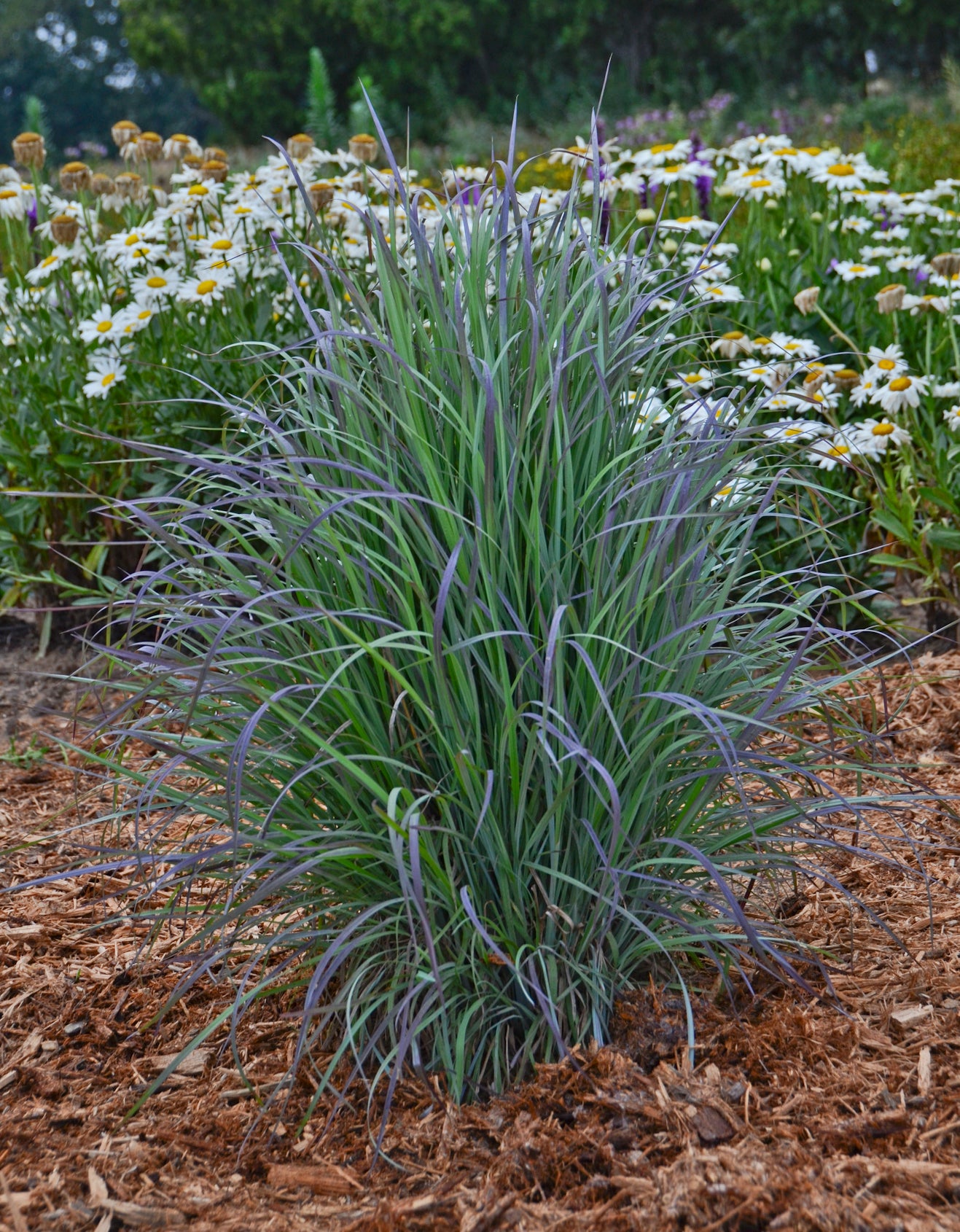 A plant with blue foliage in an outdoor setting, possibly a perennial grass, with a background of flowers.