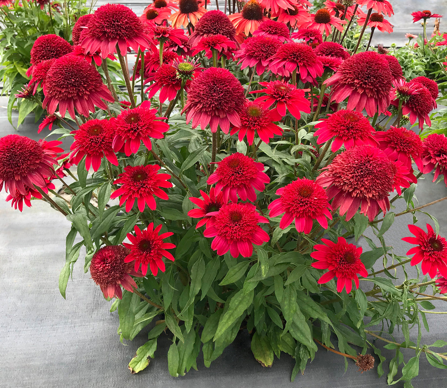 A pot of Ruby Coneflower with large red double flowers and green foliage.