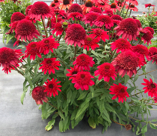 A pot of Ruby Coneflower with large red double flowers and green foliage.