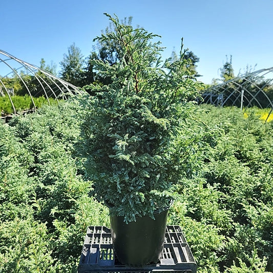 A potted Boulevard Cypress tree with blue and green foliage, displayed in a nursery setting.