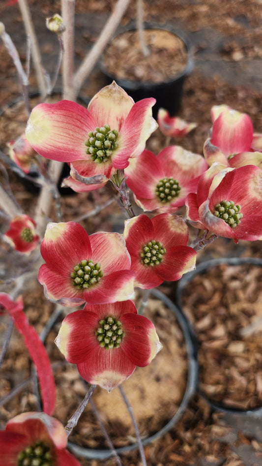 A potted Cherokee Brave Flowering Dogwood with deep pink blooms and red berries on a tree with burgundy-red fall color.
