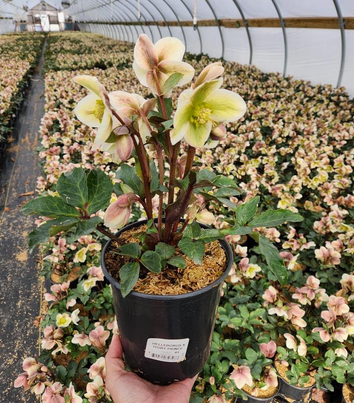 A potted Helleborus Ivory Prince Christmas Rose plant with creamy white petals and reddish-pink buds, held against a greenhouse background.