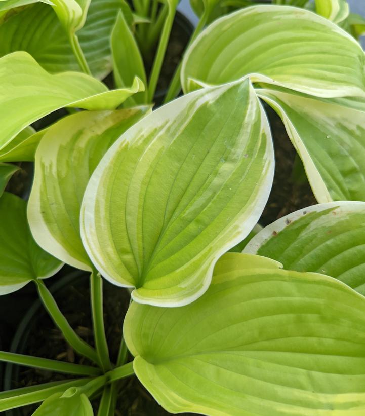 A potted Hosta plant with broad green leaves and distinctive wide yellow margins, likely in an early stage of growth.