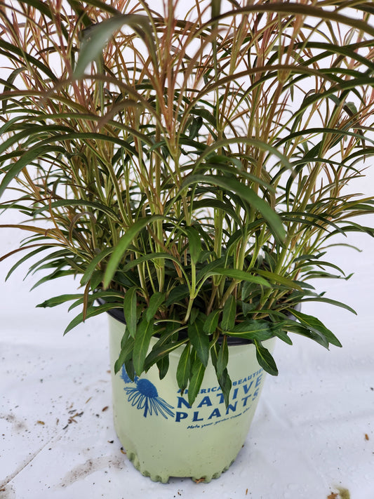 A potted Lance-leaved Loosestrife plant with yellow-green foliage and a label indicating it is a native plant from Green Promise Farms.