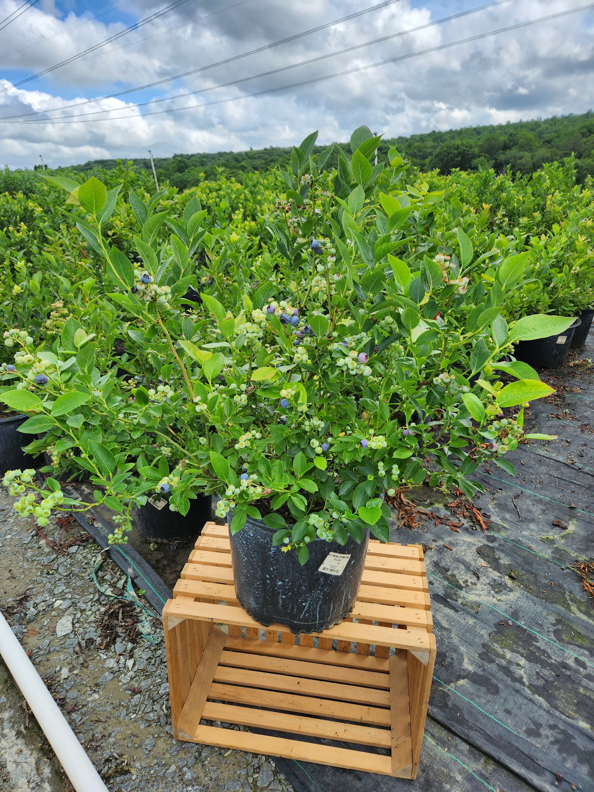 A potted Polaris Blueberry plant with green leaves and blue flowers, placed on a wooden crate.