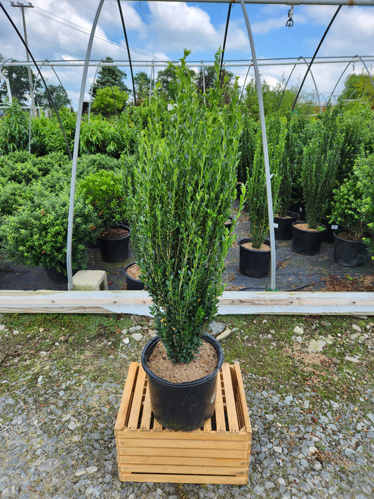 A potted Sky Pencil Japanese Holly plant placed on a wooden crate, showing dark green foliage.