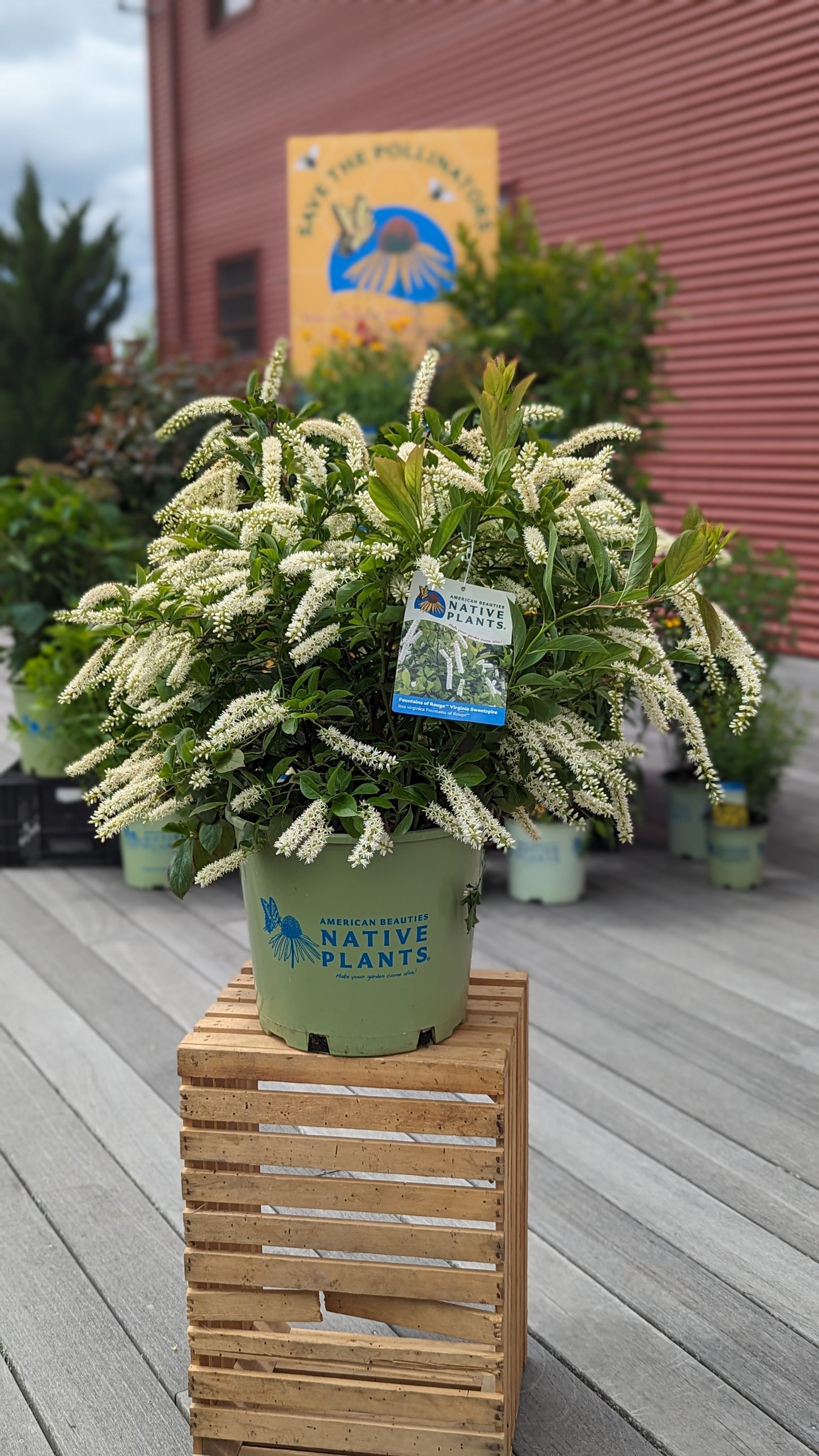 A potted Virginia Sweetspire shrub with fragrant white flowers, placed on a wooden crate, with a green label on the front. The shrub is in full bloom and is displayed against a backdrop of a red building and other green plants.