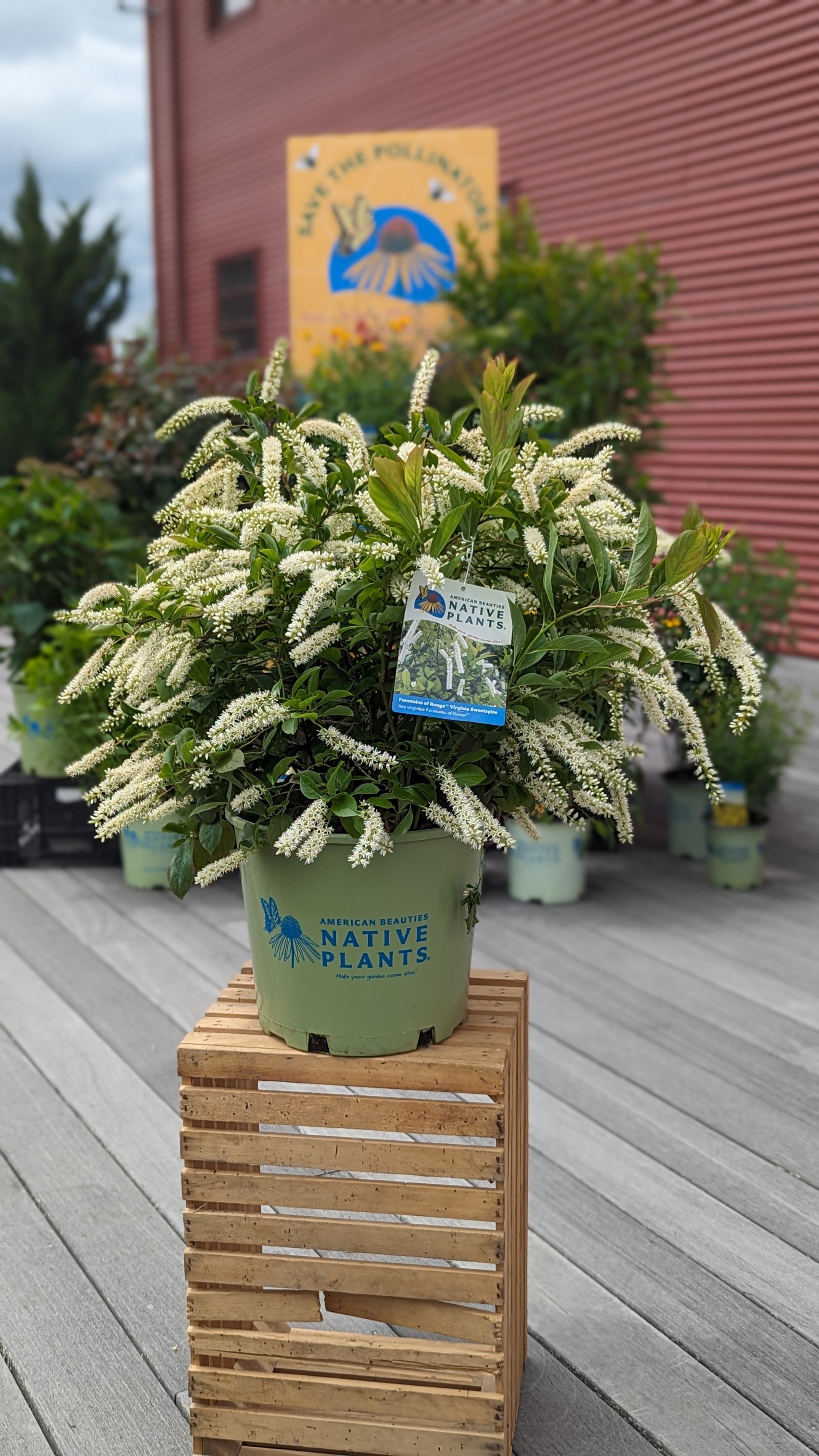 A potted Virginia Sweetspire shrub with fragrant white flowers, placed on a wooden crate, with a green label on the front. The shrub is in full bloom and is displayed against a backdrop of a red building and other green plants.