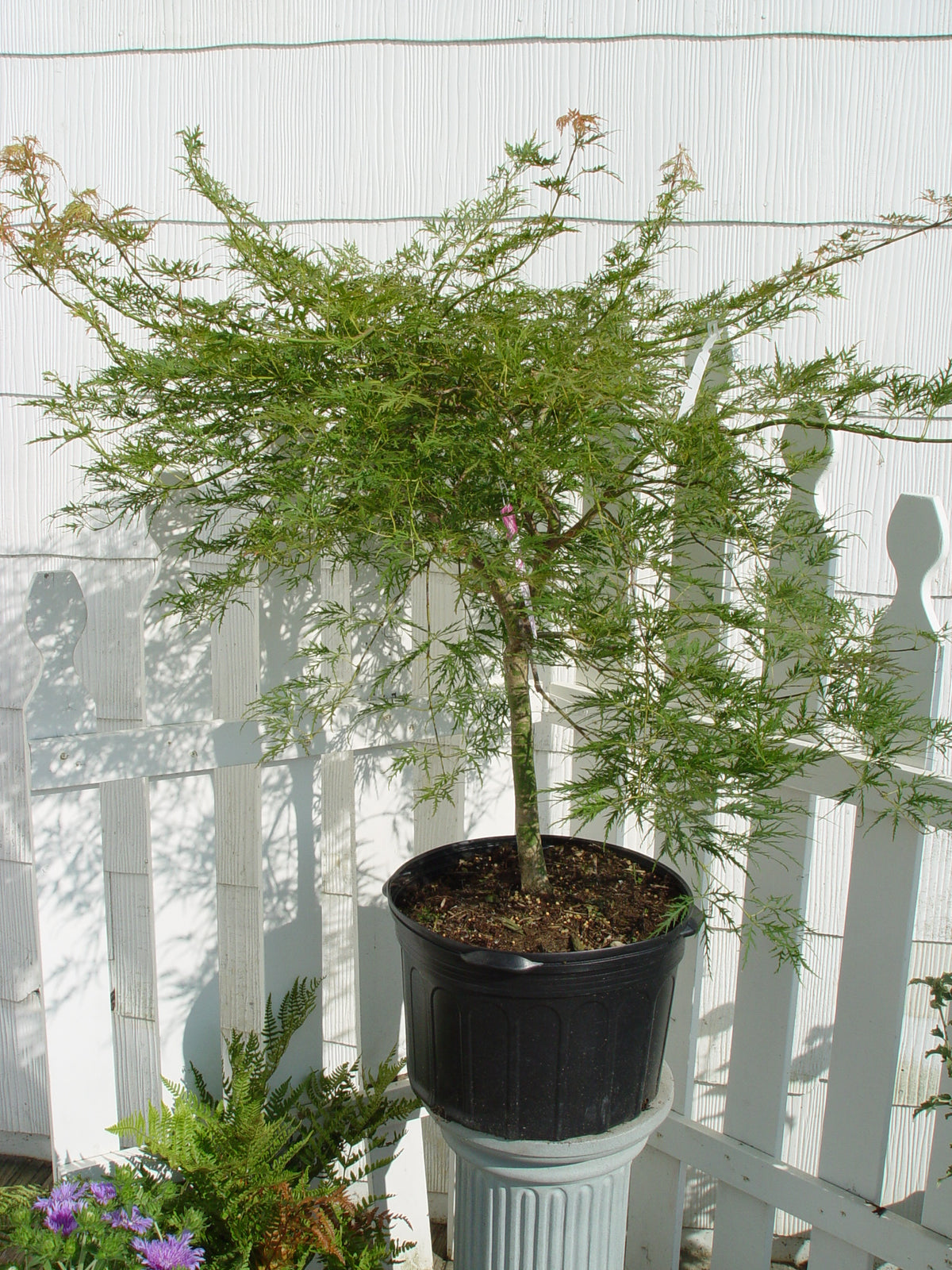 Waterfall Threadleaf Weeping Japanese Maple – Green Promise Farms