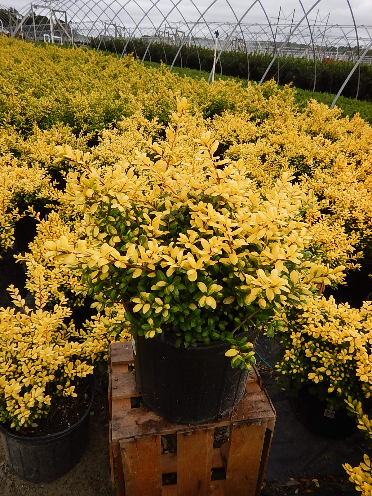 A potted plant with convex deep green foliage splashed with gold color, grown by Green Promise Farms.