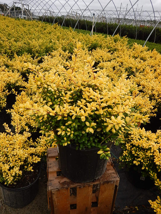A potted plant with convex deep green foliage splashed with gold color, grown by Green Promise Farms.