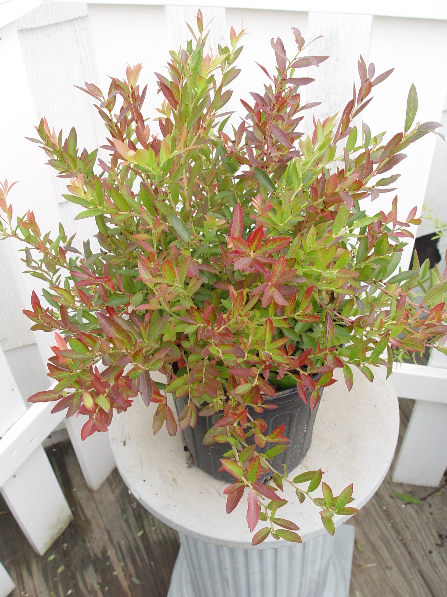 A potted plant with green and red leaves, presumably the Burgundy Lowbush Blueberry, placed on a white surface.