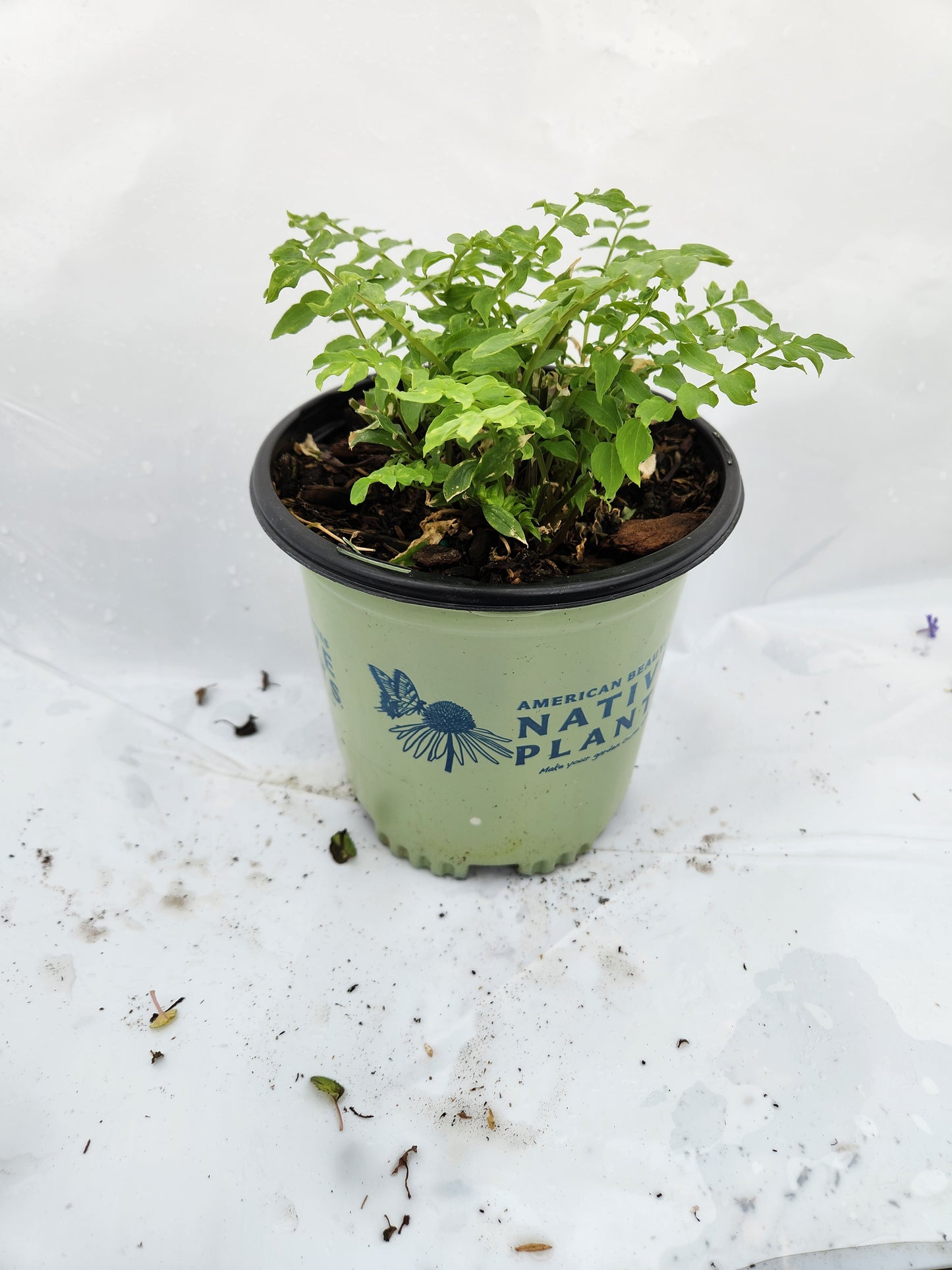 A potted plant with small, dark green leaves and blue, bell-shaped flowers, labeled as 'Jacob's Ladder' by American Beauties Native Plants.