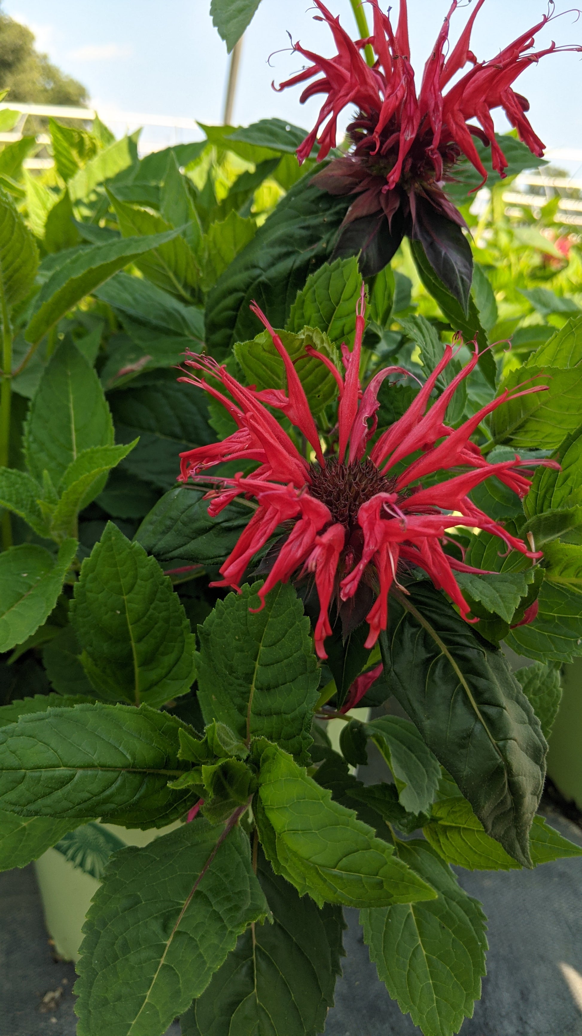 A potted plant with upright square stems and vibrant red tubular flowers, surrounded by green foliage.