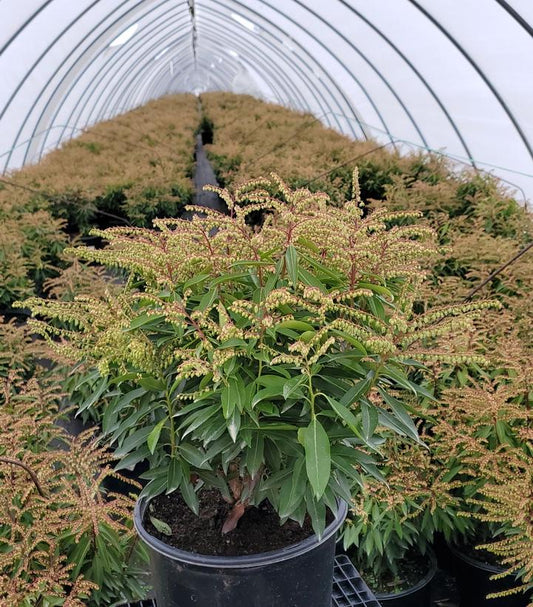 A potted plant with white flowers, likely a Pieris Japonica, in a greenhouse setting.