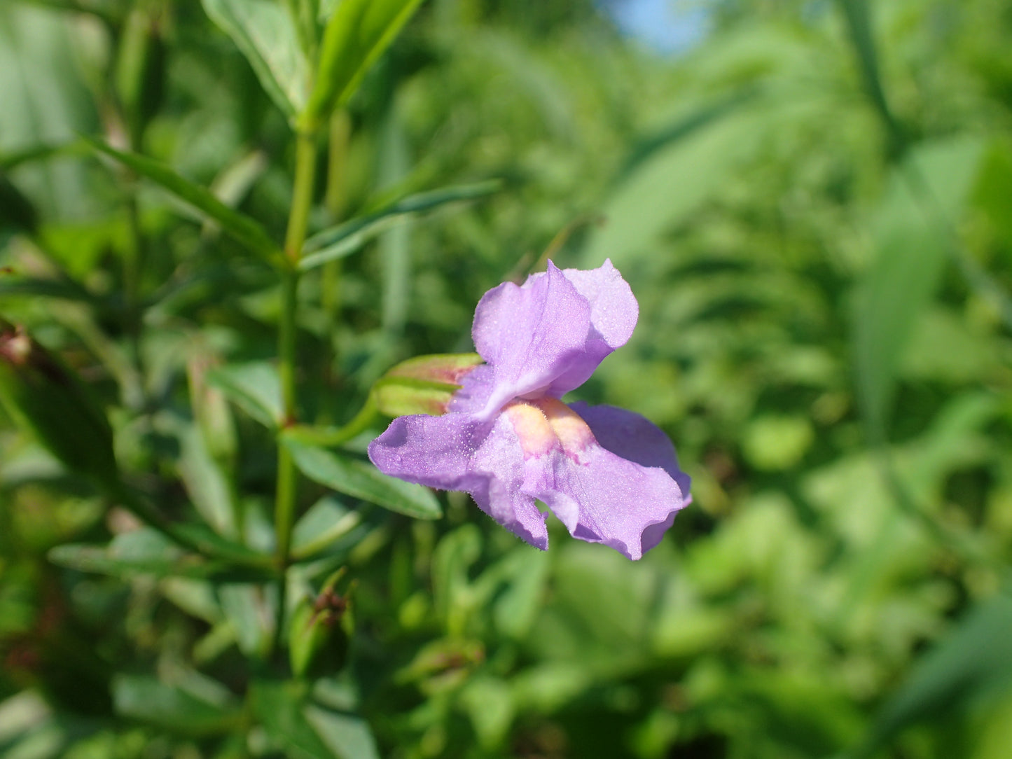 A purple Allegheny Monkeyflower bloom with green foliage in the background.