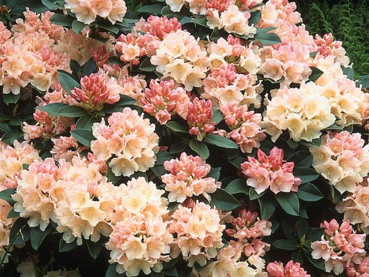 A rhododendron plant with pink buds and yellow flowers in full bloom, showing off its green foliage.